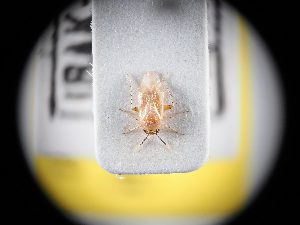  (Campylomma oertzenii - BGE_ZSM_HET_0374)  @11 [ ] by-nc-sa (2024) SNSB, Staatliche Naturwissenschaftliche Sammlungen Bayerns ZSM (SNSB, Zoologische Staatssammlung Muenchen)