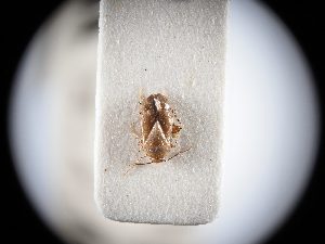  ( - BGE_ZSM_HET_0375)  @11 [ ] by-nc-sa (2024) SNSB, Staatliche Naturwissenschaftliche Sammlungen Bayerns ZSM (SNSB, Zoologische Staatssammlung Muenchen)