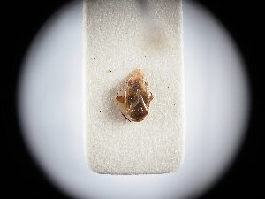  ( - BGE_ZSM_HET_0376)  @11 [ ] by-nc-sa (2024) SNSB, Staatliche Naturwissenschaftliche Sammlungen Bayerns ZSM (SNSB, Zoologische Staatssammlung Muenchen)