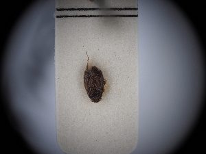  (Chlamydatus eurotiae - BGE_ZSM_HET_0383)  @11 [ ] by-nc-sa (2024) SNSB, Staatliche Naturwissenschaftliche Sammlungen Bayerns ZSM (SNSB, Zoologische Staatssammlung Muenchen)