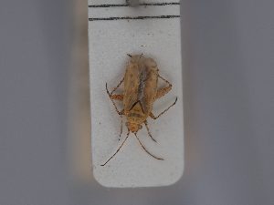  (Chlorillus - BGE_ZSM_HET_0385)  @11 [ ] by-nc-sa (2024) SNSB, Staatliche Naturwissenschaftliche Sammlungen Bayerns ZSM (SNSB, Zoologische Staatssammlung Muenchen)