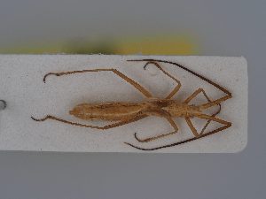  ( - BGE_ZSM_HET_0390)  @11 [ ] by-nc-sa (2024) SNSB, Staatliche Naturwissenschaftliche Sammlungen Bayerns ZSM (SNSB, Zoologische Staatssammlung Muenchen)