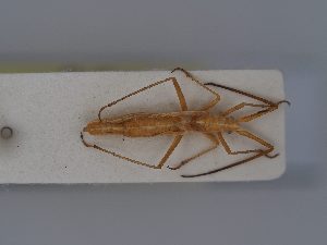  ( - BGE_ZSM_HET_0391)  @11 [ ] by-nc-sa (2024) SNSB, Staatliche Naturwissenschaftliche Sammlungen Bayerns ZSM (SNSB, Zoologische Staatssammlung Muenchen)