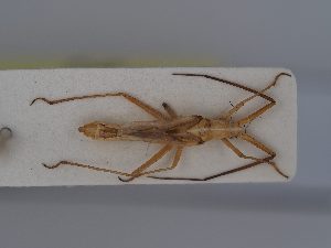  ( - BGE_ZSM_HET_0392)  @11 [ ] by-nc-sa (2024) SNSB, Staatliche Naturwissenschaftliche Sammlungen Bayerns ZSM (SNSB, Zoologische Staatssammlung Muenchen)