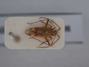  ( - BGE_ZSM_HET_0398)  @11 [ ] by-nc-sa (2024) SNSB, Staatliche Naturwissenschaftliche Sammlungen Bayerns ZSM (SNSB, Zoologische Staatssammlung Muenchen)