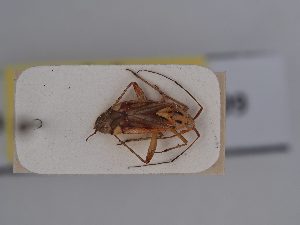  ( - BGE_ZSM_HET_0399)  @11 [ ] by-nc-sa (2024) SNSB, Staatliche Naturwissenschaftliche Sammlungen Bayerns ZSM (SNSB, Zoologische Staatssammlung Muenchen)