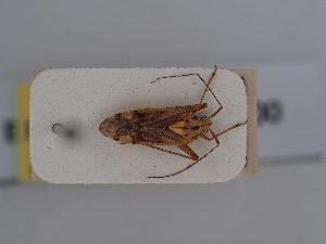  ( - BGE_ZSM_HET_0400)  @11 [ ] by-nc-sa (2024) SNSB, Staatliche Naturwissenschaftliche Sammlungen Bayerns ZSM (SNSB, Zoologische Staatssammlung Muenchen)