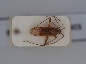  ( - BGE_ZSM_HET_0403)  @11 [ ] by-nc-sa (2024) SNSB, Staatliche Naturwissenschaftliche Sammlungen Bayerns ZSM (SNSB, Zoologische Staatssammlung Muenchen)
