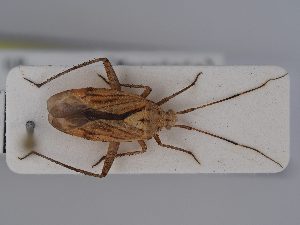  ( - BGE_ZSM_HET_0404)  @11 [ ] by-nc-sa (2024) SNSB, Staatliche Naturwissenschaftliche Sammlungen Bayerns ZSM (SNSB, Zoologische Staatssammlung Muenchen)