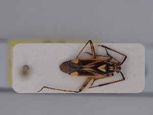  ( - BGE_ZSM_HET_0406)  @11 [ ] by-nc-sa (2024) SNSB, Staatliche Naturwissenschaftliche Sammlungen Bayerns ZSM (SNSB, Zoologische Staatssammlung Muenchen)