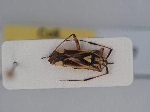  ( - BGE_ZSM_HET_0407)  @11 [ ] by-nc-sa (2024) SNSB, Staatliche Naturwissenschaftliche Sammlungen Bayerns ZSM (SNSB, Zoologische Staatssammlung Muenchen)