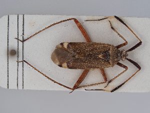 ( - BGE_ZSM_HET_0410)  @11 [ ] by-nc-sa (2024) SNSB, Staatliche Naturwissenschaftliche Sammlungen Bayerns ZSM (SNSB, Zoologische Staatssammlung Muenchen)