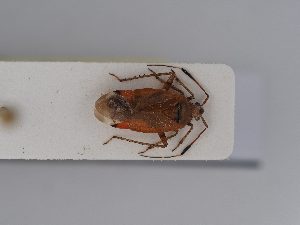  ( - BGE_ZSM_HET_0413)  @11 [ ] by-nc-sa (2024) SNSB, Staatliche Naturwissenschaftliche Sammlungen Bayerns ZSM (SNSB, Zoologische Staatssammlung Muenchen)