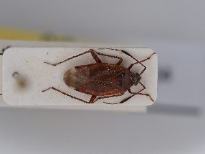  ( - BGE_ZSM_HET_0414)  @11 [ ] by-nc-sa (2024) SNSB, Staatliche Naturwissenschaftliche Sammlungen Bayerns ZSM (SNSB, Zoologische Staatssammlung Muenchen)
