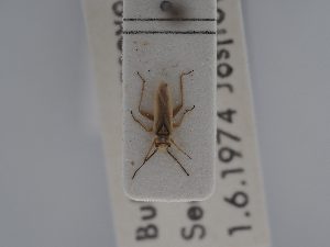  ( - BGE_ZSM_HET_0422)  @11 [ ] by-nc-sa (2024) SNSB, Staatliche Naturwissenschaftliche Sammlungen Bayerns ZSM (SNSB, Zoologische Staatssammlung Muenchen)
