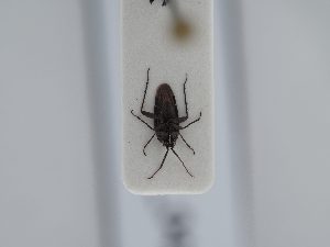  ( - BGE_ZSM_HET_0428)  @11 [ ] by-nc-sa (2024) SNSB, Staatliche Naturwissenschaftliche Sammlungen Bayerns ZSM (SNSB, Zoologische Staatssammlung Muenchen)