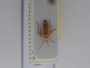 (Damioscea - BGE_ZSM_HET_0441)  @11 [ ] by-nc-sa (2024) SNSB, Staatliche Naturwissenschaftliche Sammlungen Bayerns ZSM (SNSB, Zoologische Staatssammlung Muenchen)