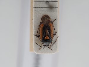  ( - BGE_ZSM_HET_0446)  @11 [ ] by-nc-sa (2024) SNSB, Staatliche Naturwissenschaftliche Sammlungen Bayerns ZSM (SNSB, Zoologische Staatssammlung Muenchen)