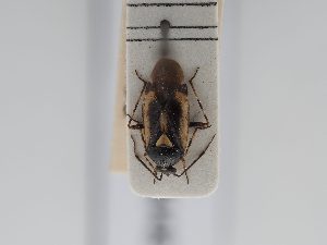  ( - BGE_ZSM_HET_0448)  @11 [ ] by-nc-sa (2024) SNSB, Staatliche Naturwissenschaftliche Sammlungen Bayerns ZSM (SNSB, Zoologische Staatssammlung Muenchen)