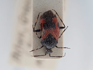  (Deraeocoris rutilus - BGE_ZSM_HET_0457)  @11 [ ] by-nc-sa (2024) SNSB, Staatliche Naturwissenschaftliche Sammlungen Bayerns ZSM (SNSB, Zoologische Staatssammlung Muenchen)