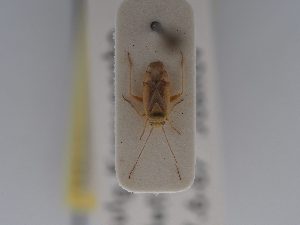  ( - BGE_ZSM_HET_0463)  @11 [ ] by-nc-sa (2024) SNSB, Staatliche Naturwissenschaftliche Sammlungen Bayerns ZSM (SNSB, Zoologische Staatssammlung Muenchen)