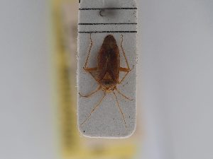  ( - BGE_ZSM_HET_0467)  @11 [ ] by-nc-sa (2024) SNSB, Staatliche Naturwissenschaftliche Sammlungen Bayerns ZSM (SNSB, Zoologische Staatssammlung Muenchen)