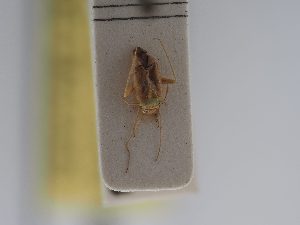  ( - BGE_ZSM_HET_0468)  @11 [ ] by-nc-sa (2024) SNSB, Staatliche Naturwissenschaftliche Sammlungen Bayerns ZSM (SNSB, Zoologische Staatssammlung Muenchen)