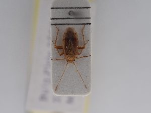 ( - BGE_ZSM_HET_0470)  @11 [ ] by-nc-sa (2024) SNSB, Staatliche Naturwissenschaftliche Sammlungen Bayerns ZSM (SNSB, Zoologische Staatssammlung Muenchen)