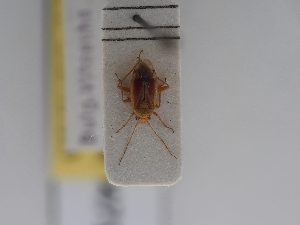  ( - BGE_ZSM_HET_0471)  @11 [ ] by-nc-sa (2024) SNSB, Staatliche Naturwissenschaftliche Sammlungen Bayerns ZSM (SNSB, Zoologische Staatssammlung Muenchen)