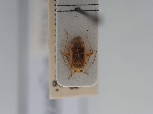  ( - BGE_ZSM_HET_0472)  @11 [ ] by-nc-sa (2024) SNSB, Staatliche Naturwissenschaftliche Sammlungen Bayerns ZSM (SNSB, Zoologische Staatssammlung Muenchen)