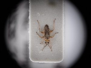  ( - BGE_ZSM_HET_0475)  @11 [ ] by-nc-sa (2024) SNSB, Staatliche Naturwissenschaftliche Sammlungen Bayerns ZSM (SNSB, Zoologische Staatssammlung Muenchen)
