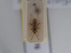  ( - BGE_ZSM_HET_0476)  @11 [ ] by-nc-sa (2024) SNSB, Staatliche Naturwissenschaftliche Sammlungen Bayerns ZSM (SNSB, Zoologische Staatssammlung Muenchen)
