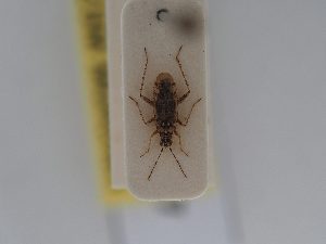  (Dicyphus digitalidis - BGE_ZSM_HET_0477)  @11 [ ] by-nc-sa (2024) SNSB, Staatliche Naturwissenschaftliche Sammlungen Bayerns ZSM (SNSB, Zoologische Staatssammlung Muenchen)
