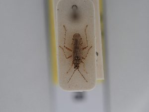  ( - BGE_ZSM_HET_0478)  @11 [ ] by-nc-sa (2024) SNSB, Staatliche Naturwissenschaftliche Sammlungen Bayerns ZSM (SNSB, Zoologische Staatssammlung Muenchen)