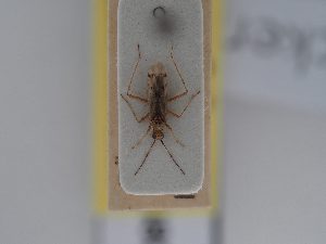  (Dicyphus eckerleini - BGE_ZSM_HET_0480)  @11 [ ] by-nc-sa (2024) SNSB, Staatliche Naturwissenschaftliche Sammlungen Bayerns ZSM (SNSB, Zoologische Staatssammlung Muenchen)