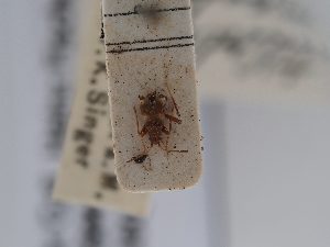  (Dicyphus montandoni - BGE_ZSM_HET_0485)  @11 [ ] by-nc-sa (2024) SNSB, Staatliche Naturwissenschaftliche Sammlungen Bayerns ZSM (SNSB, Zoologische Staatssammlung Muenchen)