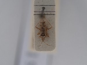 (Dicyphus tamaninii - BGE_ZSM_HET_0486)  @11 [ ] by-nc-sa (2024) SNSB, Staatliche Naturwissenschaftliche Sammlungen Bayerns ZSM (SNSB, Zoologische Staatssammlung Muenchen)