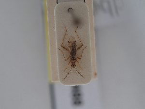  (Dicyphus lindbergi - BGE_ZSM_HET_0488)  @11 [ ] by-nc-sa (2024) SNSB, Staatliche Naturwissenschaftliche Sammlungen Bayerns ZSM (SNSB, Zoologische Staatssammlung Muenchen)