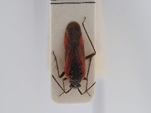  ( - BGE_ZSM_HET_0515)  @11 [ ] by-nc-sa (2024) SNSB, Staatliche Naturwissenschaftliche Sammlungen Bayerns ZSM (SNSB, Zoologische Staatssammlung Muenchen)