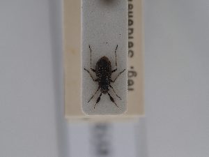  ( - BGE_ZSM_HET_0519)  @11 [ ] by-nc-sa (2024) SNSB, Staatliche Naturwissenschaftliche Sammlungen Bayerns ZSM (SNSB, Zoologische Staatssammlung Muenchen)