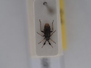  ( - BGE_ZSM_HET_0520)  @11 [ ] by-nc-sa (2024) SNSB, Staatliche Naturwissenschaftliche Sammlungen Bayerns ZSM (SNSB, Zoologische Staatssammlung Muenchen)