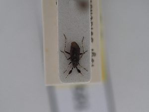  ( - BGE_ZSM_HET_0521)  @11 [ ] by-nc-sa (2024) SNSB, Staatliche Naturwissenschaftliche Sammlungen Bayerns ZSM (SNSB, Zoologische Staatssammlung Muenchen)