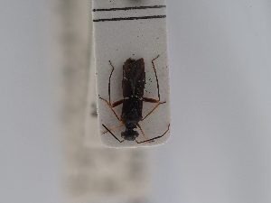  ( - BGE_ZSM_HET_0523)  @11 [ ] by-nc-sa (2024) SNSB, Staatliche Naturwissenschaftliche Sammlungen Bayerns ZSM (SNSB, Zoologische Staatssammlung Muenchen)