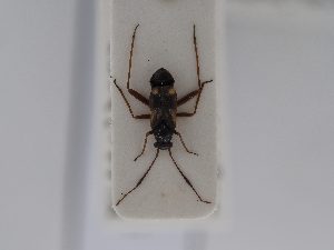  ( - BGE_ZSM_HET_0528)  @11 [ ] by-nc-sa (2024) SNSB, Staatliche Naturwissenschaftliche Sammlungen Bayerns ZSM (SNSB, Zoologische Staatssammlung Muenchen)
