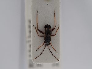  ( - BGE_ZSM_HET_0529)  @11 [ ] by-nc-sa (2024) SNSB, Staatliche Naturwissenschaftliche Sammlungen Bayerns ZSM (SNSB, Zoologische Staatssammlung Muenchen)