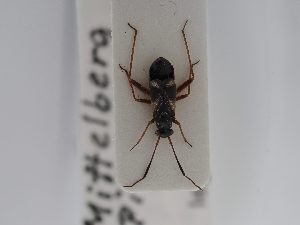  ( - BGE_ZSM_HET_0530)  @11 [ ] by-nc-sa (2024) SNSB, Staatliche Naturwissenschaftliche Sammlungen Bayerns ZSM (SNSB, Zoologische Staatssammlung Muenchen)