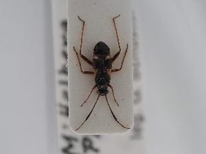  ( - BGE_ZSM_HET_0531)  @11 [ ] by-nc-sa (2024) SNSB, Staatliche Naturwissenschaftliche Sammlungen Bayerns ZSM (SNSB, Zoologische Staatssammlung Muenchen)