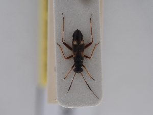  ( - BGE_ZSM_HET_0533)  @11 [ ] by-nc-sa (2024) SNSB, Staatliche Naturwissenschaftliche Sammlungen Bayerns ZSM (SNSB, Zoologische Staatssammlung Muenchen)