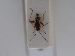  ( - BGE_ZSM_HET_0534)  @11 [ ] by-nc-sa (2024) SNSB, Staatliche Naturwissenschaftliche Sammlungen Bayerns ZSM (SNSB, Zoologische Staatssammlung Muenchen)