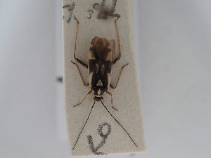  ( - BGE_ZSM_HET_0540)  @11 [ ] by-nc-sa (2024) SNSB, Staatliche Naturwissenschaftliche Sammlungen Bayerns ZSM (SNSB, Zoologische Staatssammlung Muenchen)
